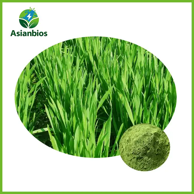 Barley Grass Juice Extract Powder